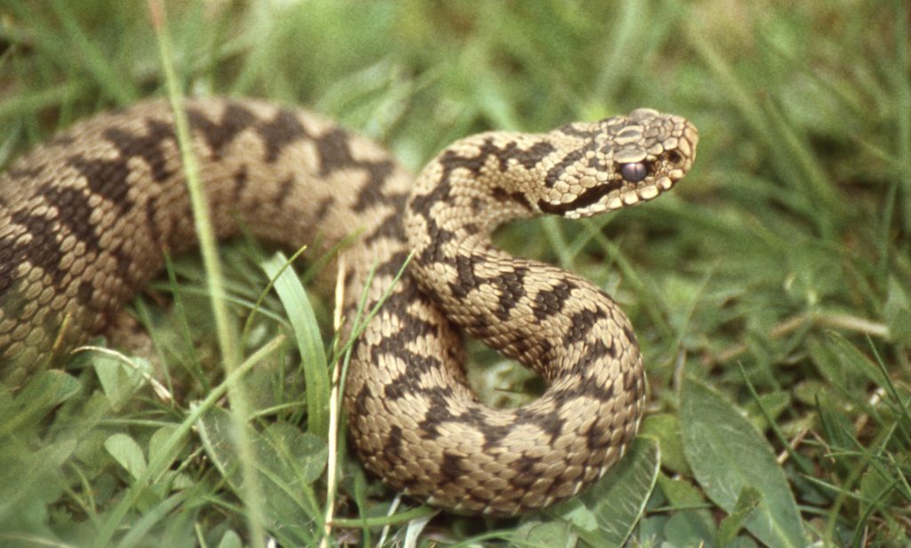 European adder (Vipera berus). Photo by Bernard Dupontby 